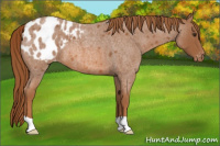 Horse Color:Red Roan Appaloosa 