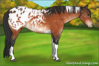 Horse Color:Bay Tobiano Appaloosa 