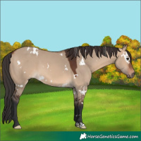 Horse Color:White Spotted Brown Dun 