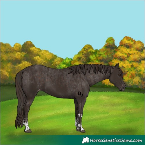 Horse Color:Liver Chestnut  and Liver Chestnut Appaloosa 