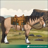 Horse Color:Bay Dun Rabicano