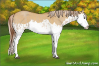 Horse Color:Red Dun Splash  and Palomino Dun Splash 