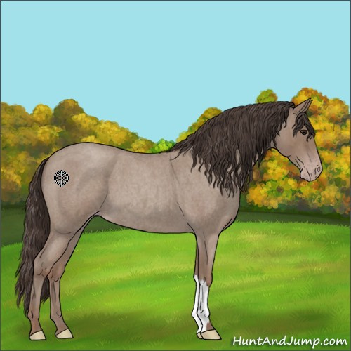 Horse Color:Classic Champagne Roan 