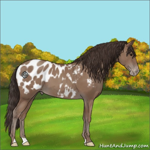 Horse Color:Classic Champagne Appaloosa 