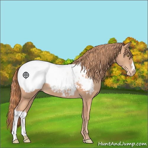 Horse Color:Gold Champagne Appaloosa 