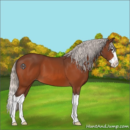 Horse Color:Silver Brown Splash Appaloosa 