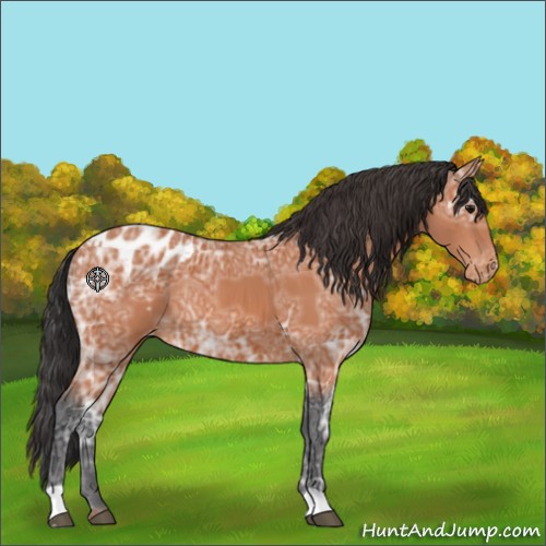 Horse Color:Bay Ice Appaloosa 