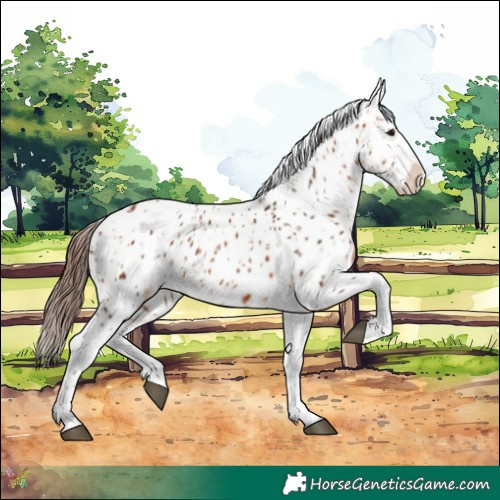 Horse Color:Bay Near Leopard and Bay Near Leopard