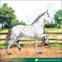Horse Color:Bay Near Leopard  and Bay Near Leopard 