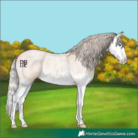 Horse Color:Silver Bay Roan Dun Splash Rabicano 