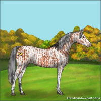 Horse Color:Bay Sabino Rabicano  and Bay Sabino Rabicano 