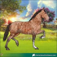 Horse Color:Bay Sabino Rabicano and Amber Champagne Sabino Rabicano