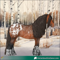 Horse Color:Bay Appaloosa  and Bay Appaloosa Rabicano 