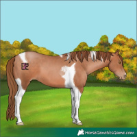 Horse Color:Brown Pearl Tobiano 