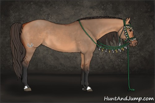 Horse Color:Bay Dun 