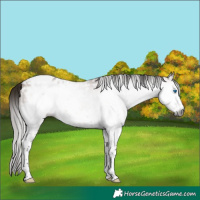 Horse Color:Gray Bay Splash Tobiano Blanket 