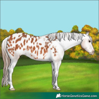 Horse Color:Bay Appaloosa 