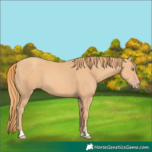 Horse Color:Gold Champagne 
