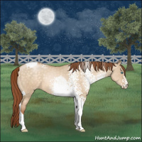 Horse Color:White Spotted Buckskin Pearl Dun Tobiano 