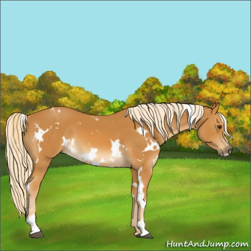 Horse Color:White Spotted Palomino Sabino 
