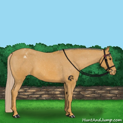 Horse Color:Palomino Appaloosa