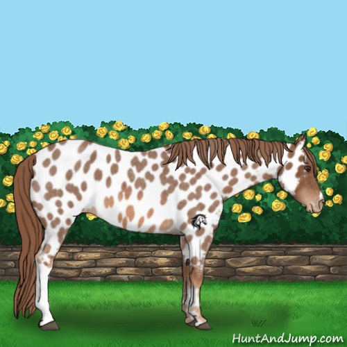 Horse Color:Red Roan Appaloosa 