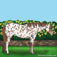 Horse Color:Red Roan Appaloosa 