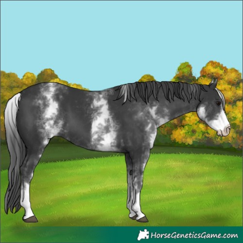 Horse Color:White Spotted Black 