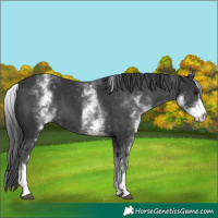 Horse Color:White Spotted Black