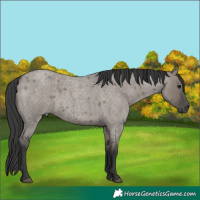 Horse Color:Grullo Roan 
