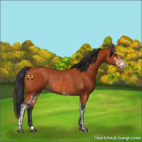 Horse Color:Bay Sabino Rabicano  and Bay Sabino Rabicano 