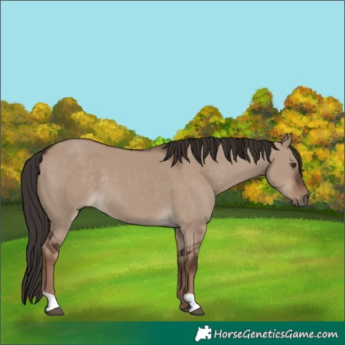 Horse Color:Liver Red Dun 