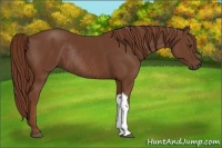 Horse Color:Chestnut Rabicano 