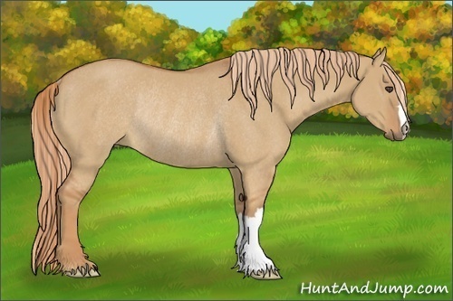 Horse Color:Red Dun Rabicano