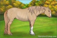 Horse Color:Red Dun Rabicano