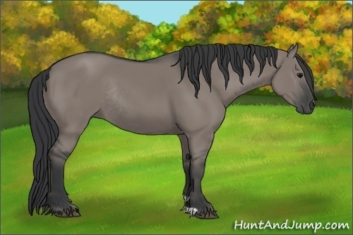 Horse Color:Grullo Rabicano 