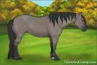 Horse Color:Grullo Rabicano 