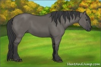 Horse Color:Grullo Rabicano