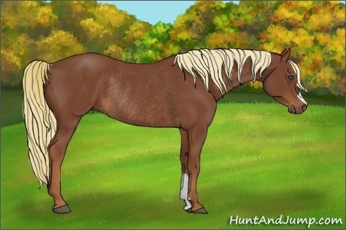 Horse Color:Chestnut Rabicano 