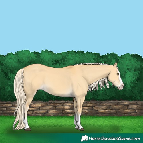 Horse Color:Palomino Dun Splash 