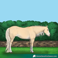 Horse Color:Palomino Dun Splash 