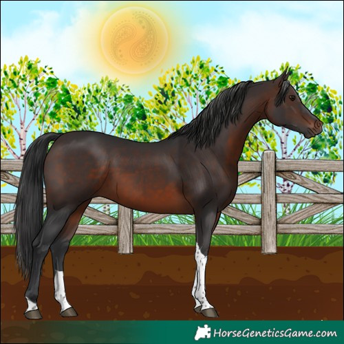Horse Color:Brown Sabino Tobiano Rabicano
