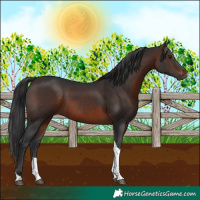 Horse Color:Brown Sabino Tobiano Rabicano 
