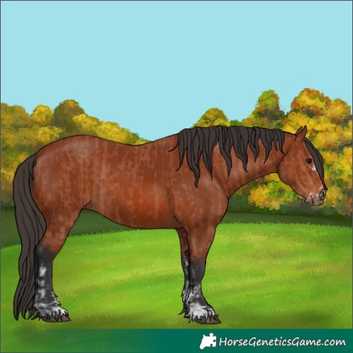 Horse Color:Bay Sabino Rabicano  and Bay Sabino Rabicano 