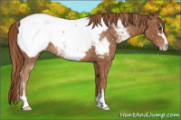 Horse Color:Chestnut Sabino Appaloosa