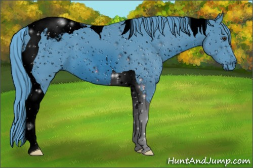 Horse Color:ERROR: UNKNOWN ANOMALY