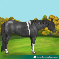 Horse Color:Black Tobiano Varnish