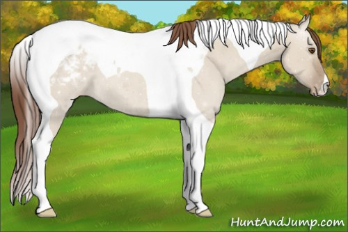 Horse Color:Classic Champagne Dun Tobiano Appaloosa 
