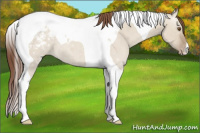Horse Color:Classic Champagne Dun Tobiano Appaloosa 