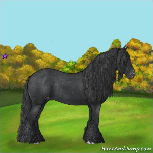 Horse Color:Black Appaloosa Rabicano 